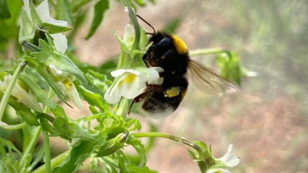 Flowers are evolving in ways that could spell further trouble for the planet’s pollinators